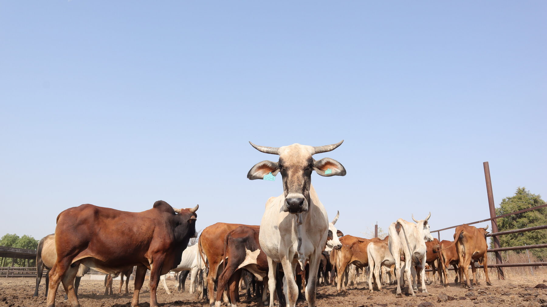 Tagged cattle at a Gondal Fulbe collection point