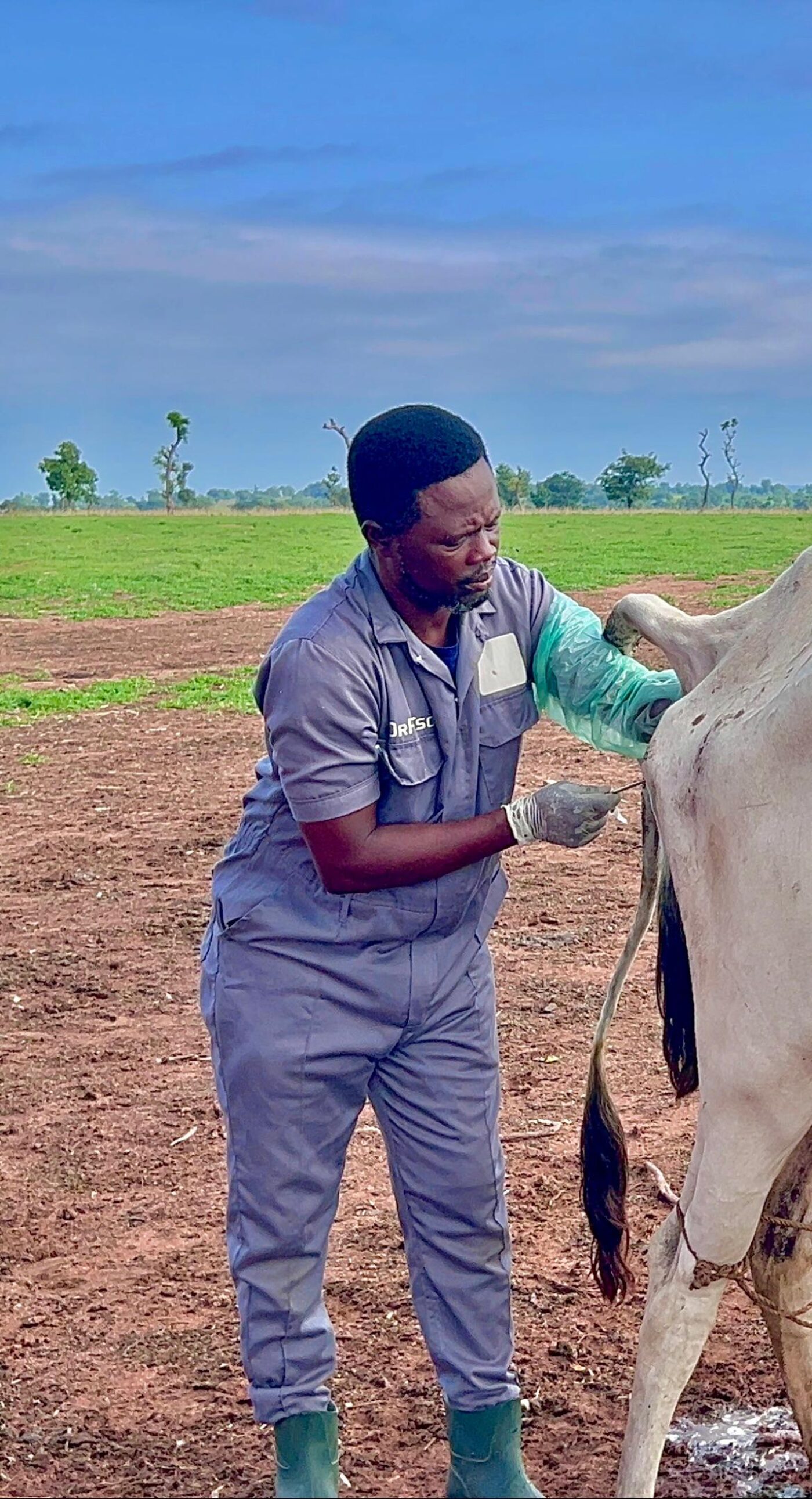 Veterinary officer providing animal health service in the field
